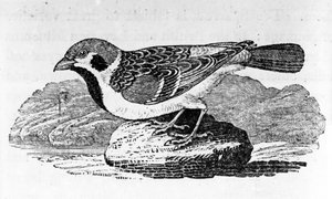 マウンテンスパロウ、トーマスビウィックの「鳥の歴史」のイラスト、1797年に初公開 作： Thomas Bewick
