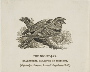 ナイト・ジャー