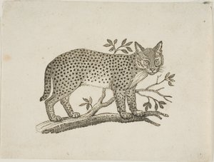 サーバル 作： Thomas Bewick