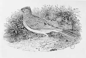 「イギリスの鳥の歴史」第1巻のパブのSkylark（Alauda arvensis）。 1797（木の彫刻） 作： Thomas Bewick