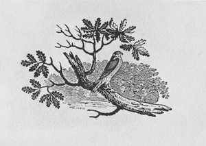「英国の鳥の歴史」第1巻のパブのSparrowhawk（Accipiter nisus）。 1797（木の彫刻）