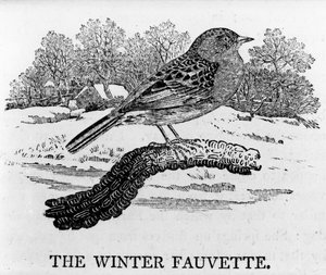 冬のフォーベット、トーマス・ビーウィックによる「英国の鳥の歴史」のイラスト、1797年に初公開