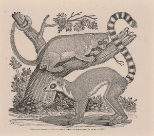 「四足動物の一般的な歴史」からの2匹のキツネザル