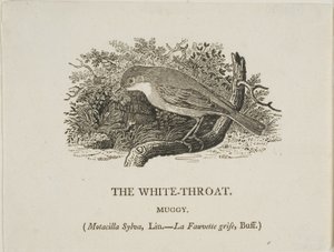 白いのど (鳥) 作： Thomas Bewick