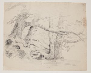 オークとツガの木 (紙に鉛筆) 作： Thomas Cole