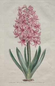 展示されている植物誌またはフラワー ガーデン: ガーデン ヒヤシンス 作： Thomas Curtis