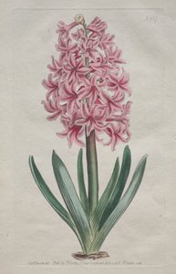 ボタニカル・マガジンやフラワー・ガーデンを展示。ガーデンヒヤシンス、1806年 作： Thomas Curtis