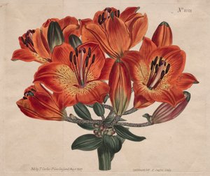 The Botanical Magazine or Flower Garden Displayed: ...Orange-Lily, 1807.