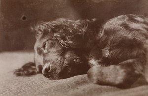 ボイス、セッター犬の肖像 作： トーマス・イーキンズ