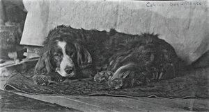 エイキンズの犬ハリー、c。 1880～1890年。