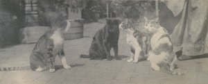 四匹の猫、カリフォルニア。 1895年。 作： Thomas Eakins