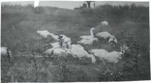 ネット修理現場のガチョウ、ニュージャージー州グロスター、1881年。
