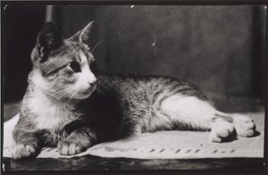 トーマス・イーキンズ夫人の猫、c。 1880～1890年。 作： Thomas Eakins