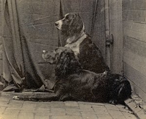 トーマスイーキンスドッグス（1884年） 作： Thomas Eakins