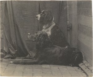 [トーマス・イーキンスの犬ハリーと別のセッター]、1880年代、1880年代。 作： Thomas Eakins