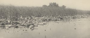 睡蓮、1886年（写真）
