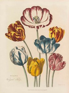 普遍的なハーブ、1824年。