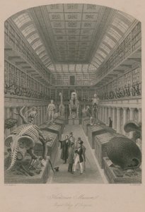 ハンテリアン博物館、王立外科医大学、ロンドン 作： Thomas Hosmer Shepherd