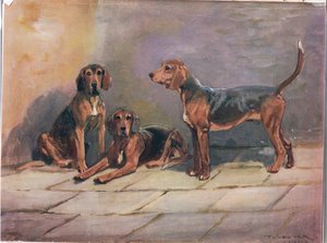 犬、「猟犬」のイラスト 作： Thomas Ivester Lloyd