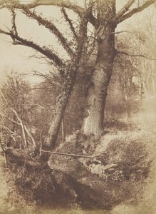 木、1854-57。 作： Thomas Keith