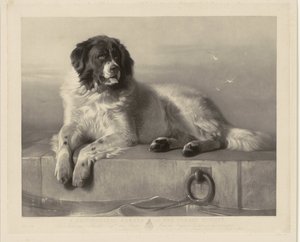 桟橋に横たわっている救助犬ボブの肖像 人道協会の著名なメンバー (オブジェクトのタイトル)