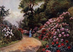 キュー・ガーデンズThe Rhododendron Walk（カラーリトグラフ 作： Thomas Mower Martin