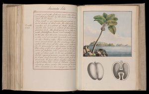 エチオピア・アフリカ博物学者、旅行家、作家であるトマス・ペナント（1726-1798）による叙述、博物学、スケッチ。