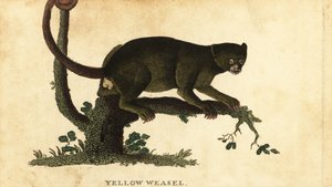キンカジョウ、ポトスフラバス。 ,1800年（刻印） 作： Thomas Pennant