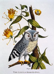 「インドの動物学」からリトルホーンフクロウ、1790年に公開 作： Thomas Pennant
