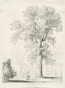 ブリスフィールド-キングオーク：ペンとインクの描画 作： Thomas Peploe Wood