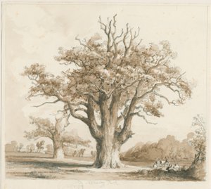 Teddesley Hall-Oak Trees：鉛筆とウォッシュの描画、ND [1842年11月] 作： Thomas Peploe Wood