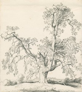 タットベリー-&39;WychElm &39;：ペンとインクの描画