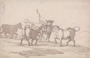 今にも戦おうとしている5頭の雄牛の群れ 作： Thomas Rowlandson
