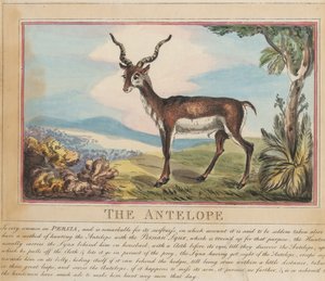 タイトルページ付きの8点セット。『外国および国内の動物』。8. アンテロープ 作： Thomas Rowlandson