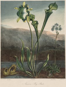 フローラの神殿アメリカの湿地植物 作： Thomas Sutherland