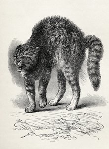 チャールズダーウィンの「人と動物における感情の表現」、1872年（リソ）からの犬に怯えた猫