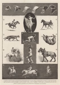 ミューブリッジ氏の瞬間写真に描かれた動物の動き 作： Thomas Walter Wilson