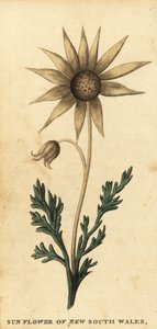 フランネルの花、アクチノタス・ヘリアンティ。 ,1800年（刻印）