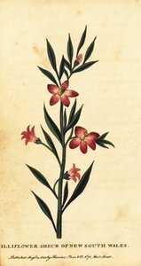 ニューサウスウェールズ州のギリフラワー低木。 ,1800年（刻印） 作： Thomas Watling