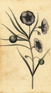 オーストラリア、ニューサウスウェールズ州のポテトアップルの花。 ,1800年（刻印）