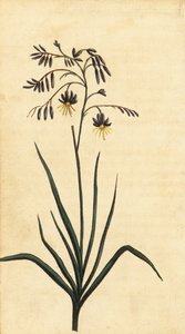 オーストラリア、ニューサウスウェールズ州のロックフラワー。 ,1800年（刻印）