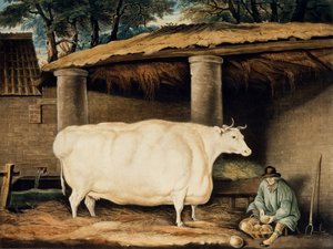 ウィリアムワード、ダーティントン、1811年に刻まれた短角の未経産牛（カラー彫刻） 作： Thomas Weaver