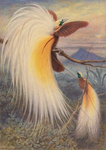 Paratiisin linnut 作： Thomas William Wood