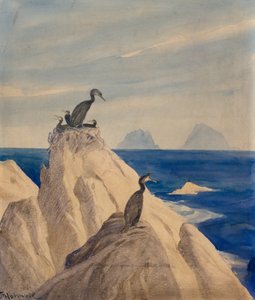 カツオドリ (紙に鉛筆と水彩) 作： Thorolf Holmboe