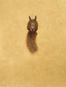 赤リスの跳躍-（水彩画と紙にグワッシュ） 作： Tim Hayward