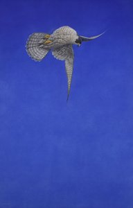コルク栓抜き;ハヤブサ 作： Tim Hayward