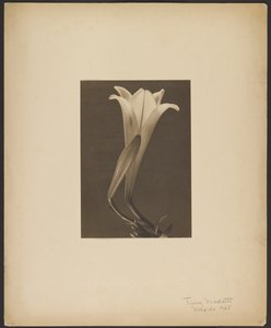 No.1だ。 作： Tina Modotti