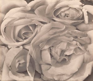 薔薇（メキシコ） by Tina Modotti 作： Tina Modotti