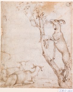 牧草地のヤギ （紙にペン・インク） 作： Titian (c.1488 1576)
