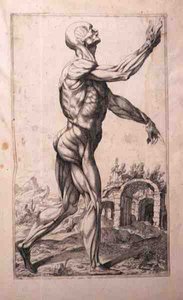 ドメニコ・マリア・ボナヴェーラ（b.1640）の「解剖学的考察」（エッチングとドライポイント）。